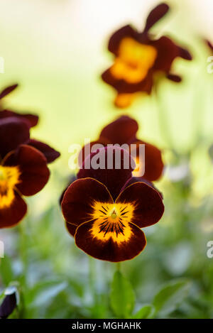 Stiefmütterchen (Viola tricolor) Blume im Garten wächst Stockfoto