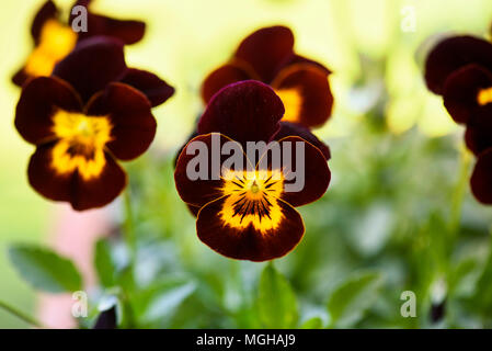 Stiefmütterchen (Viola tricolor) Blume im Garten wächst Stockfoto