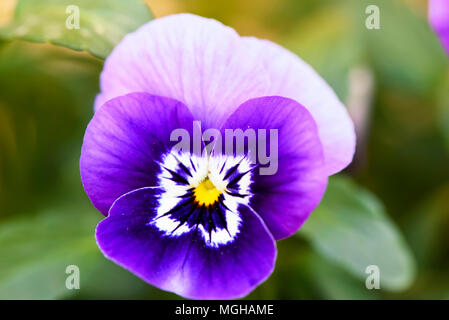 Stiefmütterchen (Viola tricolor) Blume im Garten wächst Stockfoto