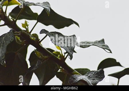 Wassertropfen auf Blatt Stockfoto