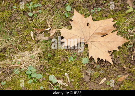 Maple Leaf auf dem Boden Stockfoto