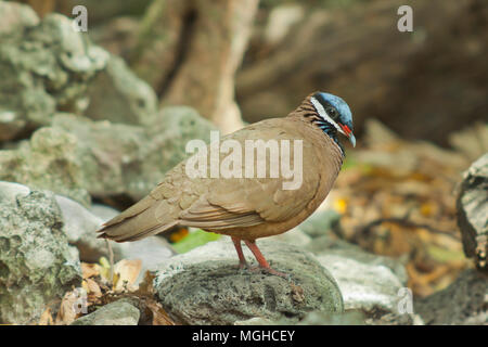 Blue-headed Wachtel - Dove (Starnoenas cyanocephala) gefährdet, Zapata Halbinsel, Kuba Stockfoto