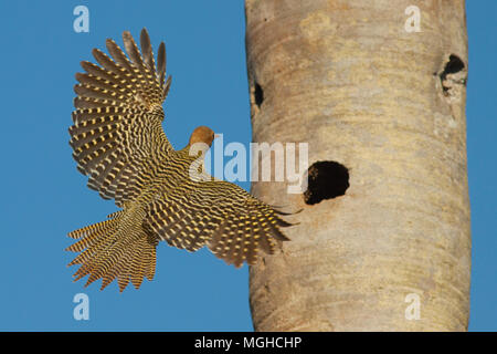 Fernandina der Flicker (Colaptes fernandinae), Endemisch, Nisten in Fan palm Savannah anfällig, Zapata Halbinsel, Kuba Stockfoto