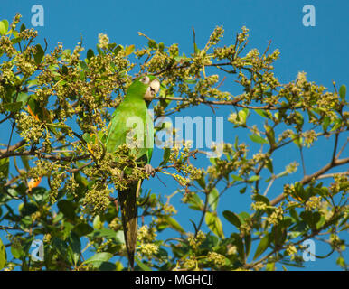 Kubanische Parakeet (Psittacara euops) anfällig, Zapata Halbinsel, Kuba Stockfoto