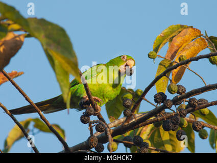 Kubanische Parakeet (Psittacara euops) anfällig, Zapata Halbinsel, Kuba Stockfoto