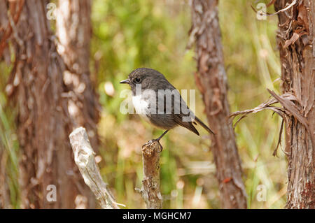 Neuseeland Robin auf Stewart Island in Neuseeland Stockfoto