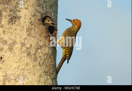 Fernandina der Flicker (Colaptes fernandinae), Endemisch, Nisten in Fan palm Savannah anfällig, Zapata Halbinsel, Kuba Stockfoto