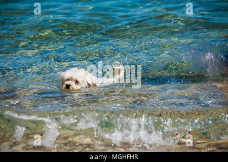 Kleinen weißen Hund schwimmen im Meer. Konzept über Tiere und Natur, im Sommer bei schönem Wetter Stockfoto