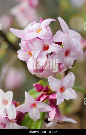 Daphne bholua 'Jaqueline Postill' duftenden Strauch Blüte im Winter in einem Englischen Garten, Großbritannien Stockfoto