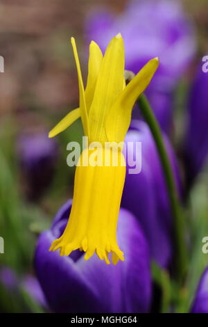 Narcissus cyclamineus. Cyclamen blühenden Narzissen blühen in einem Garten Grenze (mit lila Crocus), Frühjahr, Großbritannien Stockfoto