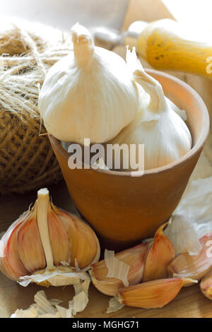 Allium sativum 'Cristo'. 'Cristo' Knoblauchzehen bereit zum Pflanzen, Großbritannien Stockfoto