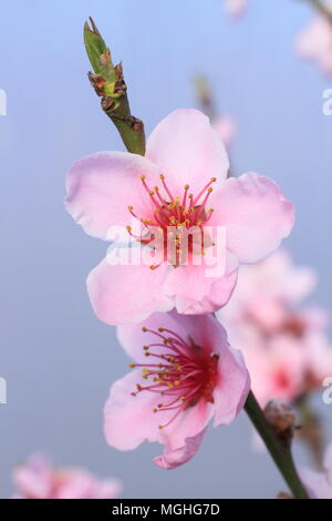 Prunus persica 'Peregrine'. Pfirsich 'Peregrine' in voller Blüte in einer geschützten Lage in einer organischen Englischer Garten im Frühjahr, Großbritannien Stockfoto