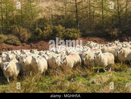 Schafherde Stockfoto