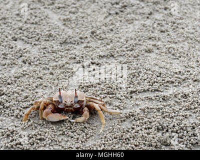 Rot oder orange Ghost oder Sand crab mit hellen Farbe Körper ist vor seiner Höhle oder ein Loch mit Sediment Kugeln oder Pellets von Sand. Stockfoto