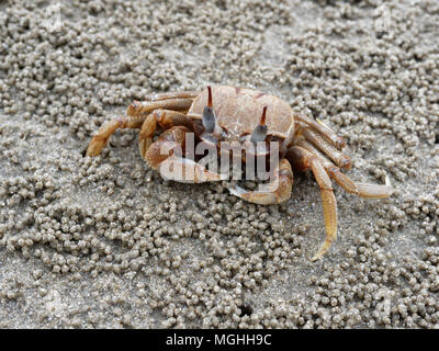 Rot oder orange Ghost oder Sand crab mit hellen Farbe Körper ist vor seiner Höhle oder ein Loch mit Sediment Kugeln oder Pellets von Sand. Stockfoto