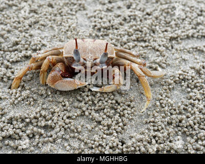 Rot oder orange Ghost oder Sand crab mit hellen Farbe Körper ist vor seiner Höhle oder ein Loch mit Sediment Kugeln oder Pellets von Sand. Stockfoto