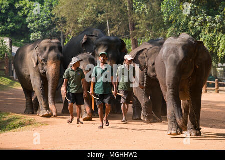 Horizontale Ansicht des Elefanten und die Mahouts in Pinnawala Elefanten Waisenhaus in Sri Lanka. Stockfoto