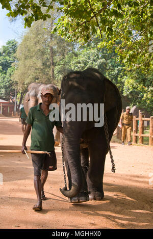 Vertikale Ansicht eines Mahout und seine Elefanten von Pinnawala Elefanten Waisenhaus in Sri Lanka. Stockfoto