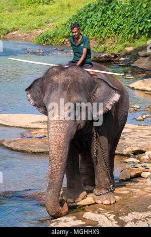 Vertikale Ansicht eines mahout Ritt auf einem Elefanten in Pinnawala Elefanten Waisenhaus in Sri Lanka. Stockfoto