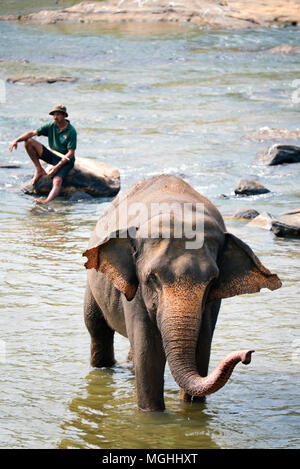 Vertikale Ansicht von Elefant, sein mahout in den Fluss in Pinnawala Elefanten Waisenhaus in Sri Lanka. Stockfoto