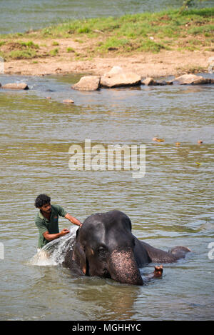 Vertikale Ansicht eines Elefanten mit einem Waschen in Pinnawala Elefanten Waisenhaus in Sri Lanka. Stockfoto