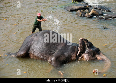 Horizontale Luftaufnahme eines Elefanten mit einem Waschen in Pinnawala Elefanten Waisenhaus in Sri Lanka. Stockfoto