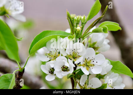 Weiße Blüten auf Pear Tree (Konferenz Birne) im Frühjahr Stockfoto