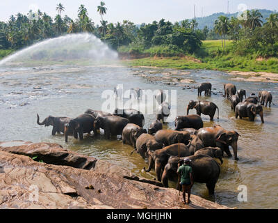 Horizontale Ansicht von einer Herde von Elefanten im Fluss in Pinnawala Elefanten Waisenhaus in Sri Lanka. Stockfoto