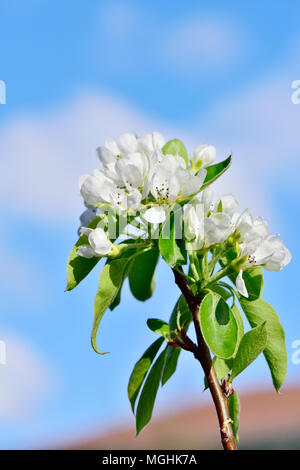 Hite Blüten auf Pear Tree (Konferenz Birne) im Frühjahr mit blauem Himmel Stockfoto
