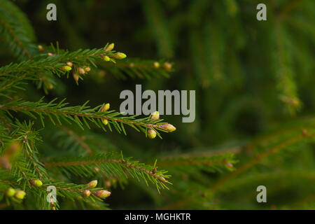 Grünen stacheligen Zweige eines Pelz-Baum oder Kiefer. Die neuen Lagerinnenringe auf der Kiefer. Stockfoto