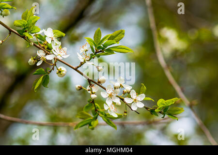 Kirschblüten über verschwommenes Natur Hintergrund Frühling Blumen Frühling Hintergrund mit bokeh Ast mit Cherry Blumen über die natürlichen grünen Hintergrund Stockfoto
