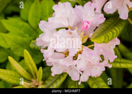 Schöne Azalee Blumen im Garten. Busch im Garten. Jahreszeit blühende Azaleen. Stockfoto