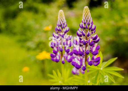 Wilde Lupinen wächst im Schwarzwald, blau, lila Lupin blühen Blumen auf dem meadowSelective konzentrieren. Platz kopieren Stockfoto