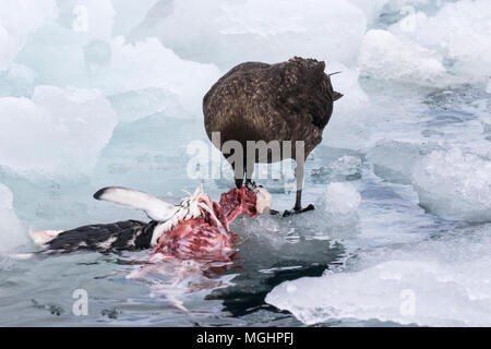 Braune Skua Eulen antarcticus Erwachsenen pinguin Karkasse, Antarktis Stockfoto