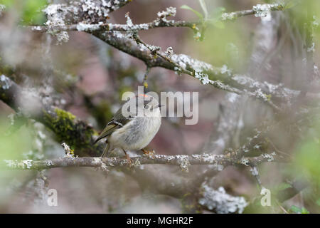 Ruby gekrönt kinglet in Vancouver BC Kanada Stockfoto