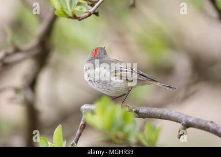 Ruby gekrönt kinglet in Vancouver BC Kanada Stockfoto