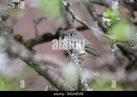 Ruby gekrönt kinglet in Vancouver BC Kanada Stockfoto