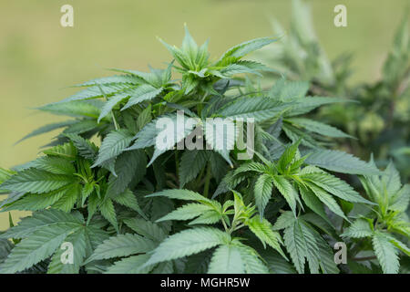 Marihuana Pflanzen, grüne Blätter. Stockfoto