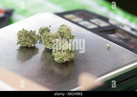 Heilung medizinischen Belastungen von Cannabis marihuana close-up Stockfoto