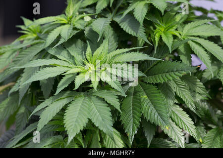 Marihuana Pflanzen, grüne Blätter. Stockfoto