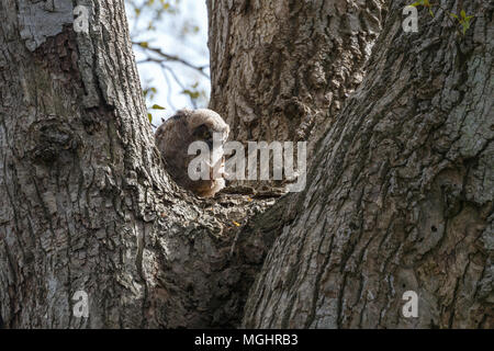 Great horned owl Küken bei Delta BC Kanada Stockfoto