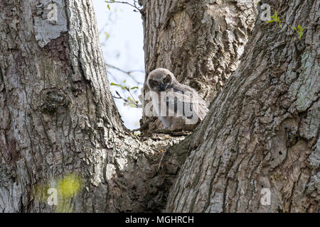 Great horned owl Küken bei Delta BC Kanada Stockfoto