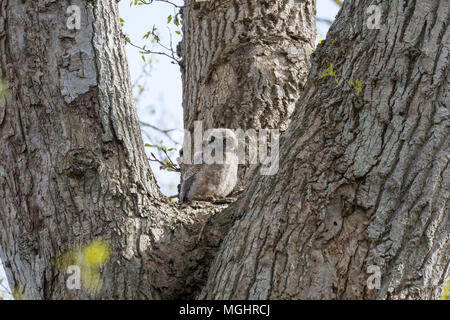 Great horned owl Küken bei Delta BC Kanada Stockfoto