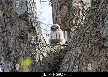 Great horned owl Küken bei Delta BC Kanada Stockfoto