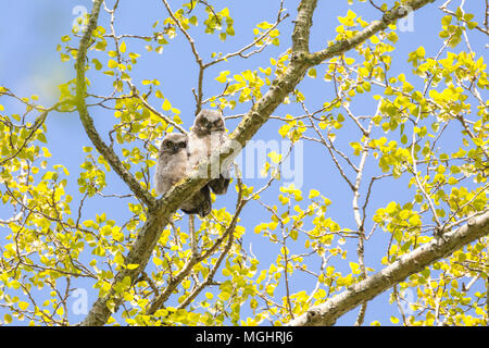 Great horned owl Küken bei Delta BC Kanada Stockfoto