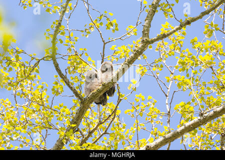 Great horned owl Küken bei Delta BC Kanada Stockfoto