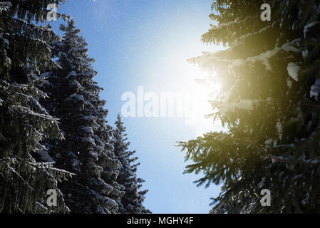 Frisch fallendem Schnee Flocken fallen aus dem üppigen immergrünen Tannen und Kiefern sind in den warmen Winter goldenen Sonnenstrahlen in diesem winterlichen Wald sc gefangen Stockfoto