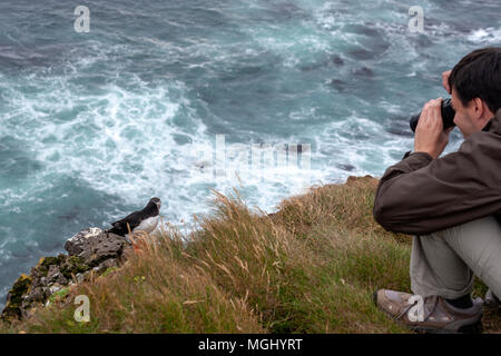 Touristische Aufnahmen im Látrabjarg Klippen mit Atlantic Papageientaucher Bjargtangar, Westfjorde, Island Stockfoto