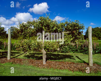 Eine espaliered Apfelbaum in der neu erstellten Garten von Fishbourne Roman Palace, West Sussex, UK: Moderne einpflanzen hat den ursprünglichen C1 stAD Plan gefolgt. Stockfoto