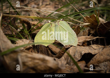 Nahaufnahme der beiden Zusammengehörenden, Zitronenfalter (Gonepteryx rhamni) sitzen auf Gras, durch trockenes Laub umgeben. Schönen sonnigen Frühlingstag. Selektive konzentrieren. Stockfoto